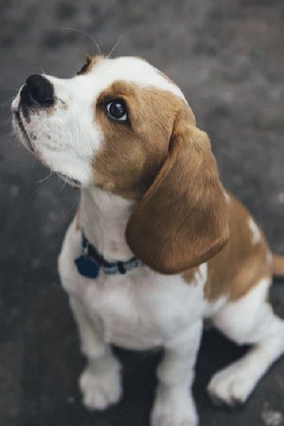 1938 Beagle The Most Popular Dog Breed The Year You Were Born