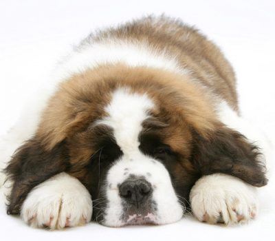 A Saint In The White House St Bernard Puppy Puppy Images