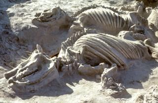 Webmail Free Adsl Freebox C Monsion Prehistoric Animals Dinosaur Fossils Ancient Animals