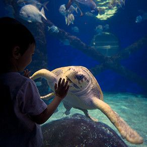Activities And Attractions For Kids S In Virginia Beach Kids And S In Virginia Beach