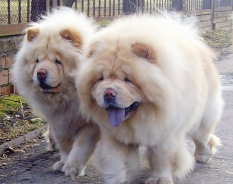 Chow Chow Dog That Licked The Edge Of The Sky