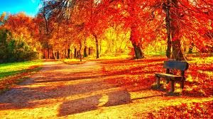 Autumn Tree Autumn Trees Shinjuku Gyoen Nature Wallpaper