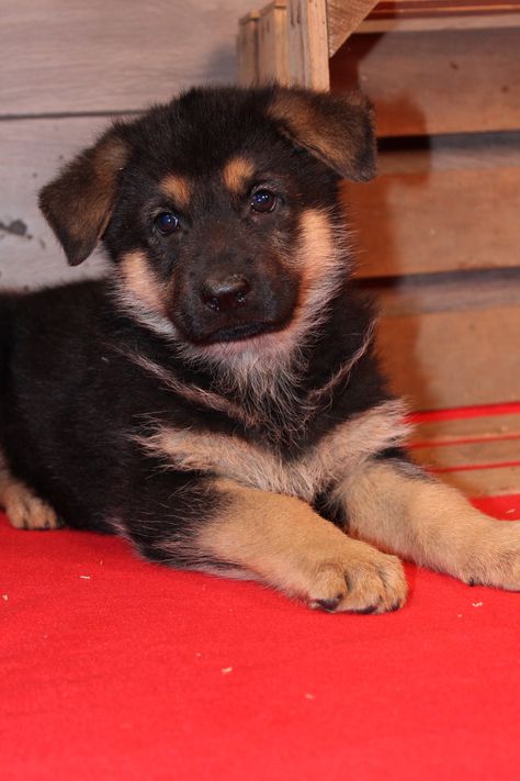 Austin A Male Akc German Shepherd Puppy For Sale In Nappanee In