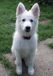 Image Result For White German Shepherd Siberian Husky German