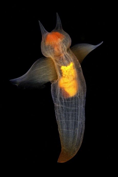 クリオネ のアイデア 8 件 クリオネ 海洋生物 生き物 クリオネ のアイデア 8 件 クリオネ 海洋生物 生き物
