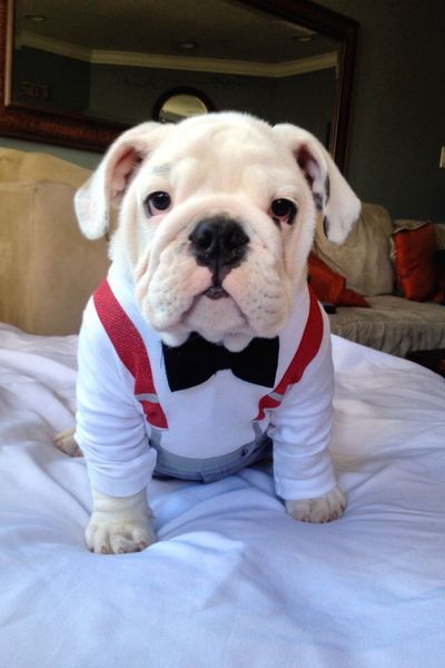 Cutest English Bulldog Puppy English Bulldog Puppies Bulldog