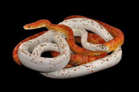 25 Palmetto Corn Snakes ideas | corn snake, snake, pet snake Scaleless Corn Snake Price