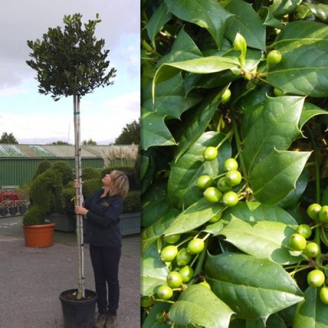 pruning arbequina olive tree, Waverly NE