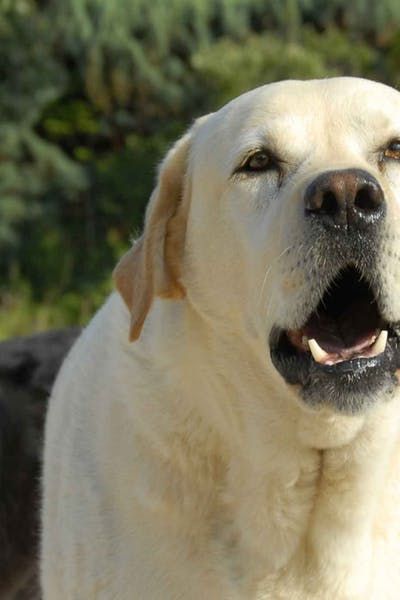 How To Train Your Dog To Stop Barking For Attention Dog Training