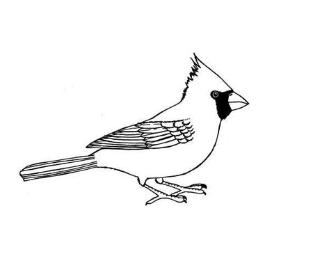 37 Cardinal Bird Coloring Pages Ideas | Bird Coloring Pages, Coloring Pages, Cardinal Birds