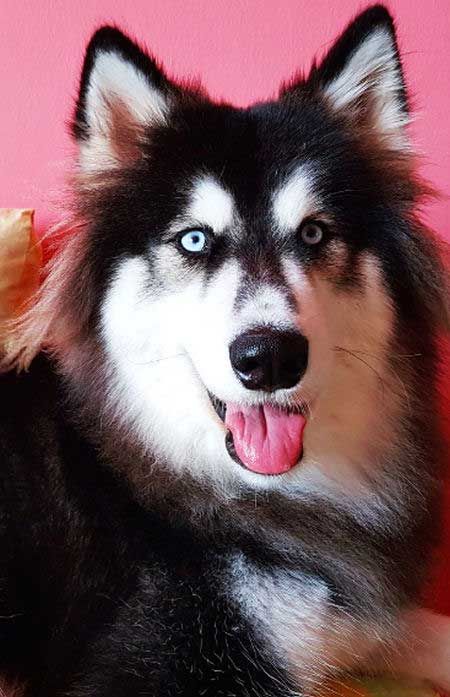 21 Pictures Of Husky Baby Puppies And 10 Siberian Husky Facts