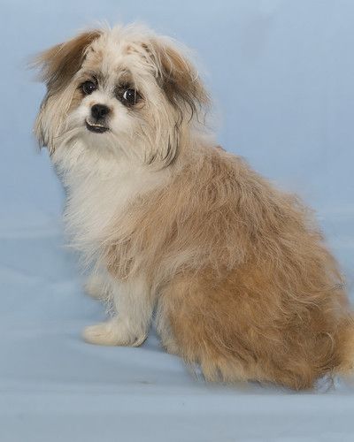Adopt Tommy On Shih Tzu Dogs Shih Tzu Mix