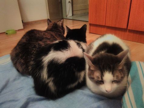displeased with the new second cat loaf catloaf pinterest cat displeased with the new second cat loaf catloaf pinterest cat