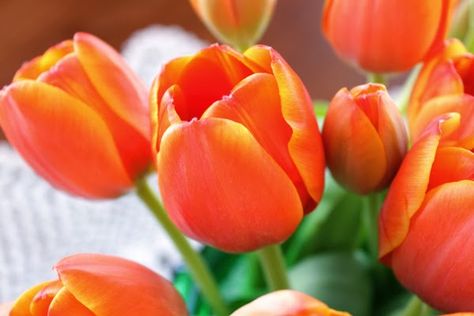 39 ORANGE TULIPS ideas | tulips, orange tulips, beautiful flowers