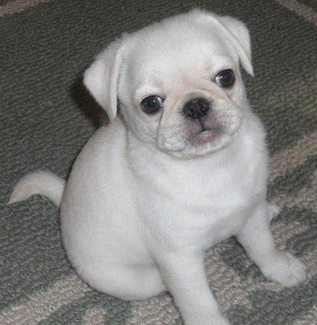 Cute White Pug Puppy Whitepug Whitepuppyimages Cute Pug