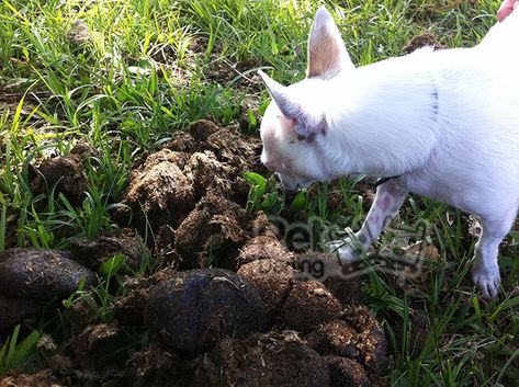 20 Ideas De Perros Perros Cosas Para Perros Comida Para Perros