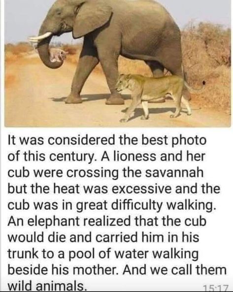photo of lioness cub and elephant photo of the year lioness cub elephant