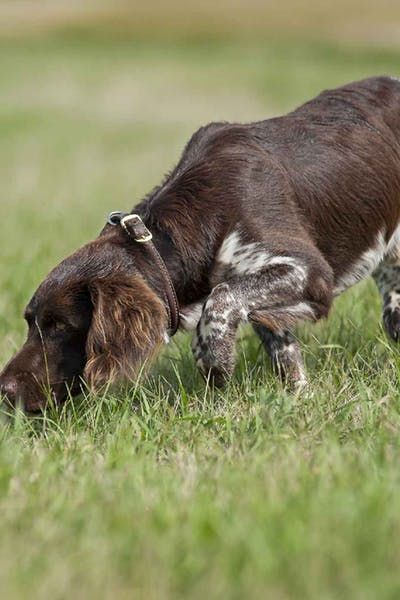 How To Train Your Dog To Find Truffles Training Your Dog Dog