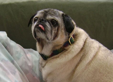 Golden Pugs For Adoption Curly Tail Pug Rescue Pugs For