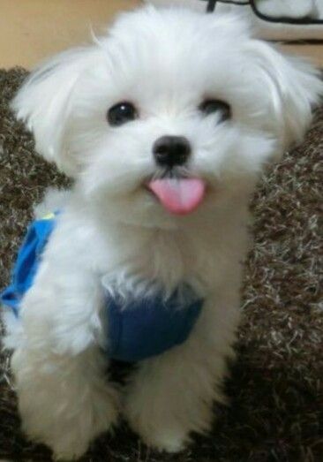 Cute Maltese Puppy Dog Maltese Breed Puppylove Maltese Puppy