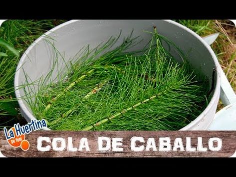 Como Preparar Infusión De Cola De Caballo Fungicida Casero