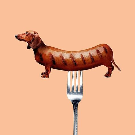 Dachshund Photo Manipulation Diy Photography