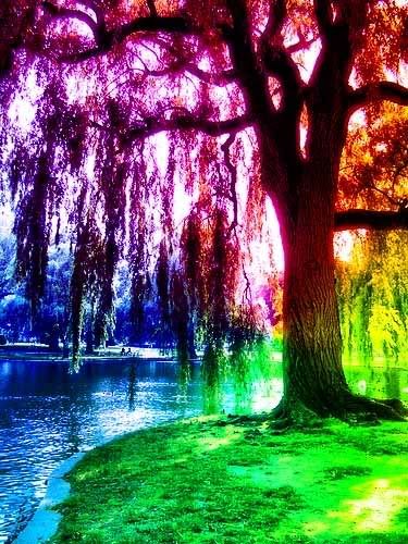 Tree Gorgeous Colorful Rainbow Photoshop Color Of Life Rainbow Tree Rainbow Tree Gorgeous Colorful Rainbow Photoshop Color Of Life Rainbow Tree Rainbow
