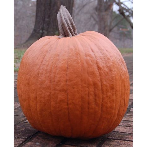100 Dream Home Decor Autumn Ideas Fall Decor Primitive Fall Decor