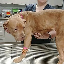 Pin On The Amazingly Cute Pitbulls