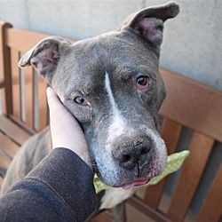 Brooklyn Ny Mixed Breed Large Meet Blazer A Pet For Adoption