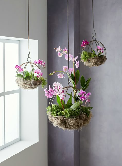 These indoor hanging plants range from varieties with leggy, trailing vines to picks with thick and rubbery foliage. Find which indoor hanging plant is best for your space. #indoorplants #bhg Indoor Orchids, Hanging Plants Indoor, Orchids Garden, House Plants Indoor, Hanging Garden, Indoor Gardening, Organic Gardening, How To Plant Orchids, Indoor Plant Hangers
