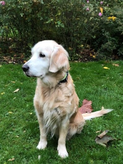 Boudicca Blue Cross Labrador Retriever Pets Golden Retriever