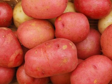 pathological fear of a humble root of vegetable pathological fear of a humble root of vegetable