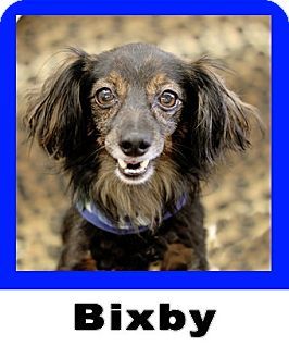 Plano Tx Dachshund Meet Bixby A Pet For Adoption Dogs Pet