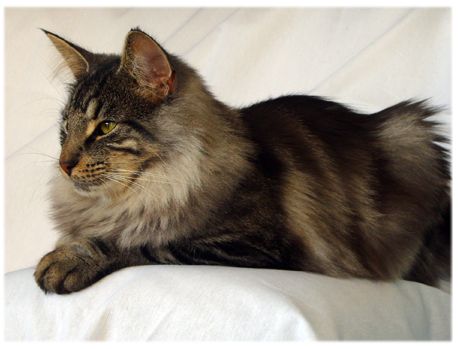 22 Ideas De Gato Bosque De Noruega Gato Bosque De Noruega Bosque De Noruega Noruega