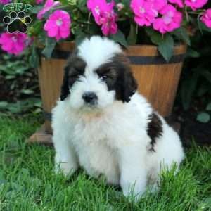 Saint Berdoodle Puppies For Sale St Berdoodle Greenfield