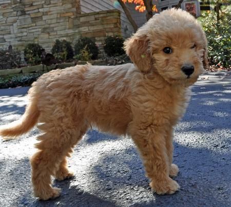Pin By Lindsey Stevenson On Animals Labradoodle Pictures