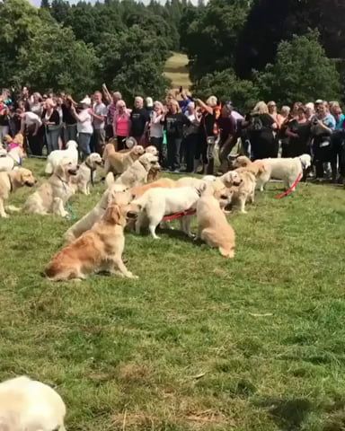361 Golden Retrievers Celebrating The 150th Anniversary Of The