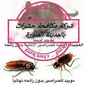 شركة مكافحة حشرات بالمدينة المنورة 0553885731 رش مبيدات بالمدينة المنورة
