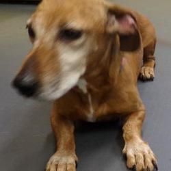 Picayune Ms Dachshund Meet Weinie A Pet For Adoption
