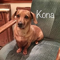 Los Angeles California Dachshund Meet Kona A For Adoption