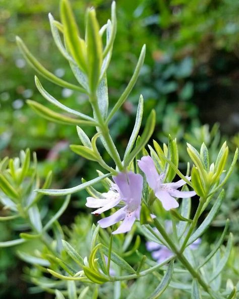 涼しげな花 ウエストリンギアバリエガータ どことなく ローズマリーに似ています 寄せ植えの脇役として 静かに 美しく E 寄せ植え 花 ローズマリー 涼しげな花 ウエストリンギアバリエガータ どことなく ローズマリーに似ています 寄せ植えの脇役として 静かに 美しく E 寄せ植え 花 ローズマリー