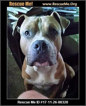 Florida American Bulldog Rescue Adoptions Rescueme Org