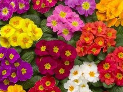 Plantas De Jardin Con Flores Y Sus Nombres Plantas De Jardín Un Mundo Lleno De Color En Tu Hogar En La Vida De La Naturale Primula Flower Pots Porch Garden