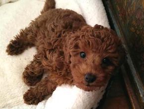 Red Miniature Poodle Puppy Breeder Tucson Az Poodle Miniature
