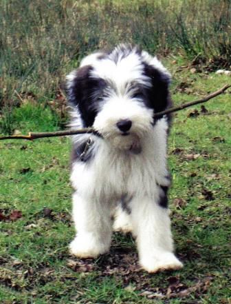 370 Best Bearded Collies Images Collie Dogs 370 Best Bearded Collies Images
