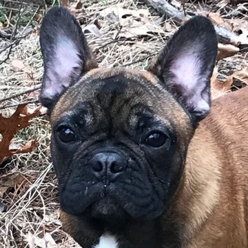 French Bulldog Puppy For Sale In Boston Ma Adn 69373 On