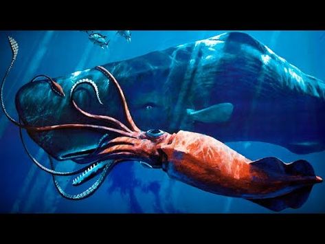 11 Idees De Poulpe Colossal Pieuvre Calmar Geant Calamar Geant 11 Idees De Poulpe Colossal Pieuvre Calmar Geant Calamar Geant