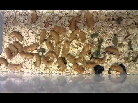 download superworm for bearded dragon download superworm for bearded dragon