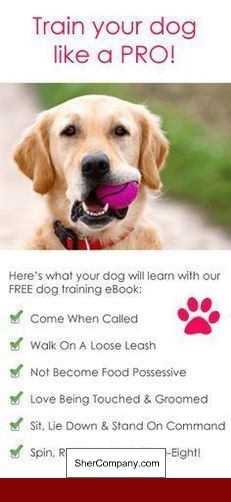 How To Train A Dog To Stop Barking While Playing Dog Dogtraining